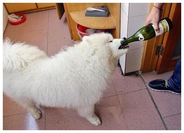 狗狗被女主人强行灌酒,阿拉斯加这反击手段有点过了!