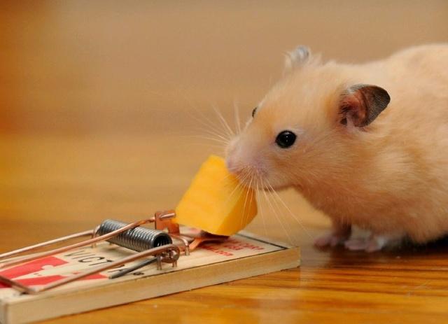 关于养仓鼠的小知识你都知道哪些