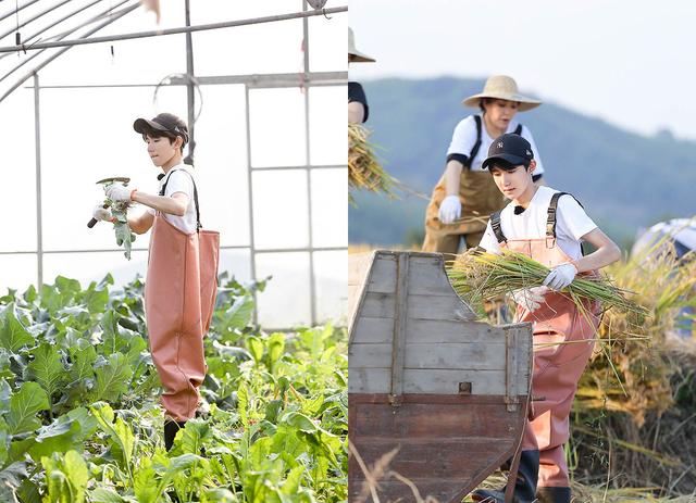 王源变身人肉收割机,网友:劳动最美!