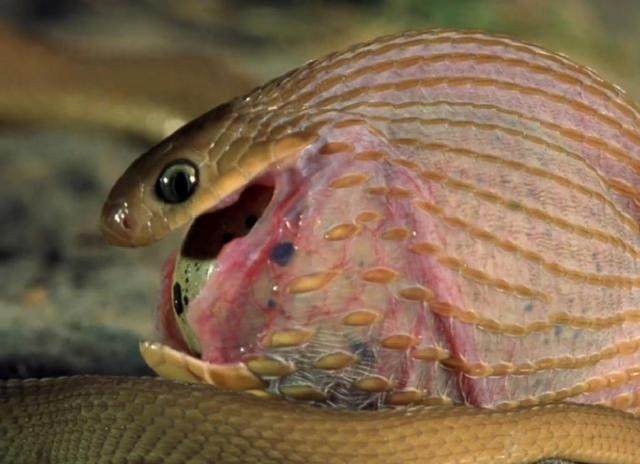 小蛇吞完一枚大蛋后几秒,突然就拼命嘶喊,下一秒竟发生这事!