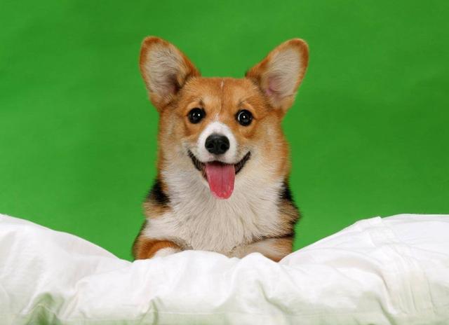 十六种类型的狗的基本特性,看看您的狗狗是什么类型?