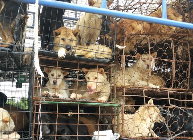 狗贩称这二哈卖给狗肉店都不收,却被我买下