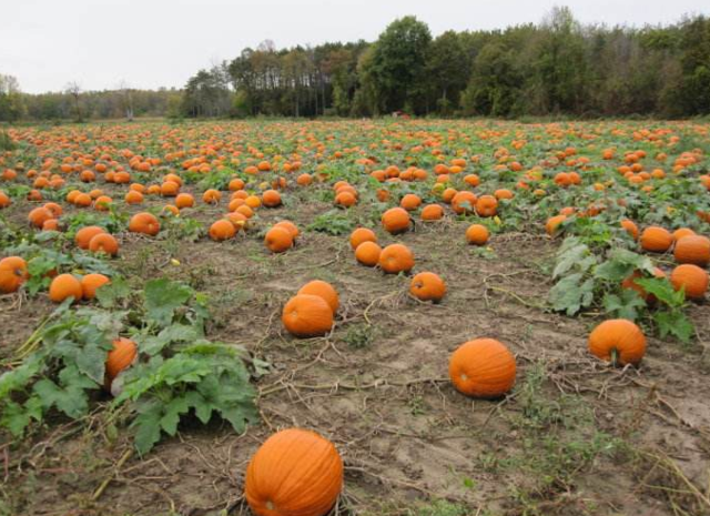 什么是多肽尿素?