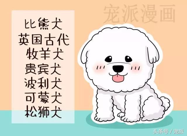 原因四:和品种有关诸如比熊犬,英国古代牧羊犬,贵宾犬,波利犬,可蒙犬