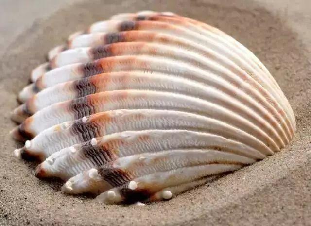 心理测试:选一个你喜欢的漂亮贝壳,测你最近有啥好运