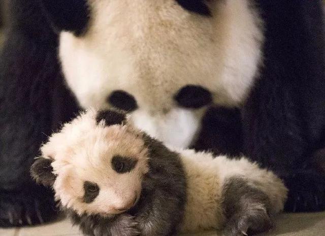 法国出生的熊猫宝宝五个月了,终于是有点熊样了啊!