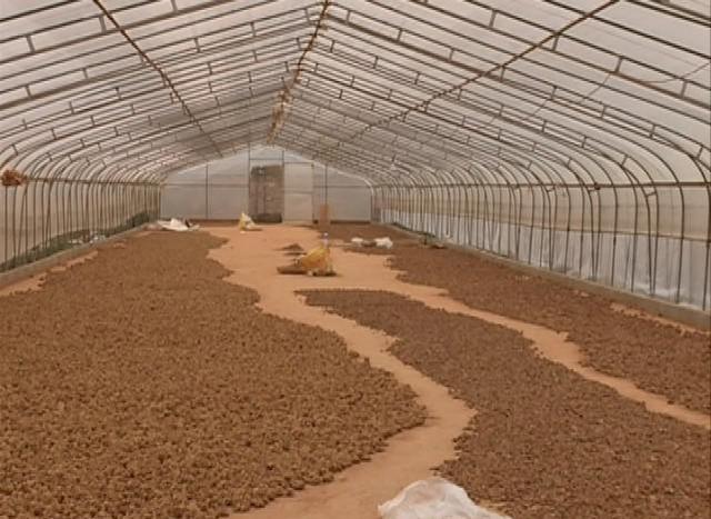 晒棚晒满了,不给晒了,全部给那些大老板自己挖自己的来晒,没有办法