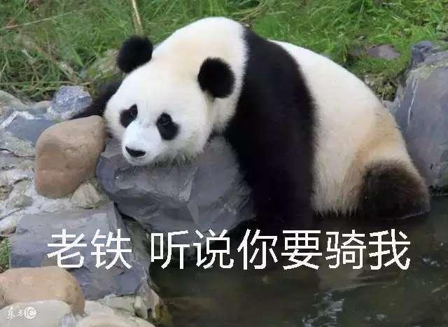 不明真相的外国网友问"中国有汽车吗",网友:我骑熊猫上学!