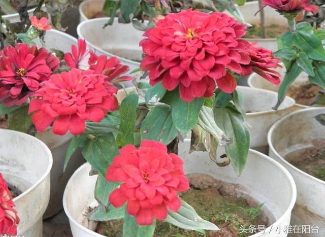 这九种花春天种下扔土里就活花儿一团一团的开几个月