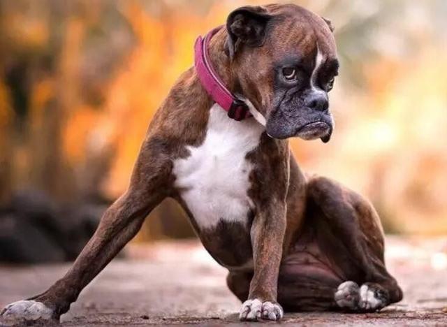 眼黑色.颈圆柱形很强壮,富有肌肉,无下垂皮肤.