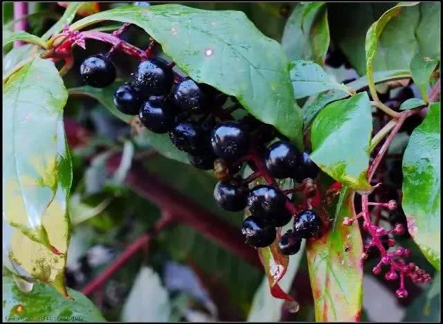 郊外出游,这些容易混淆的有毒野菜切忌采食,警惕食物中毒!