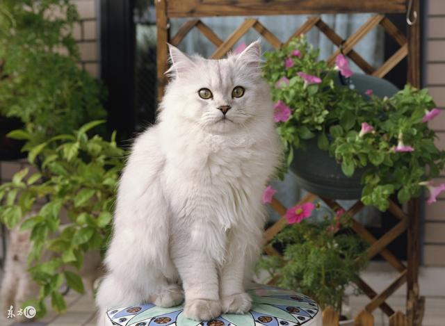 猫星人波斯猫:猫中"王子""公主"