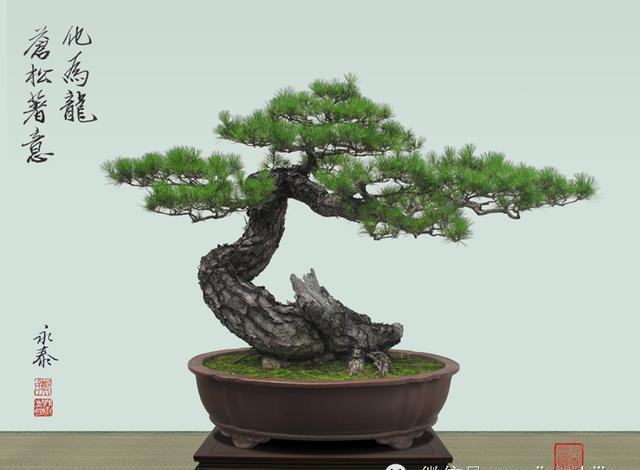 最有生活情趣的盆景,人见人爱