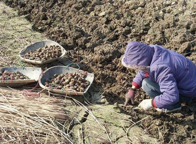 就是马蹄不是这个马蹄子也不是这种马蹄鞋是这个马蹄,马蹄也叫做荸荠