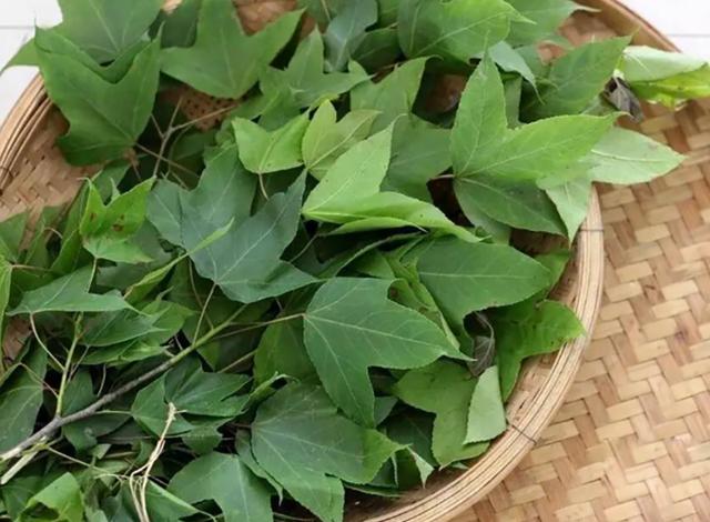 壮乡人具有食疗作用的五色糯米饭是这么做出来的|糯米饭|食疗|枫叶