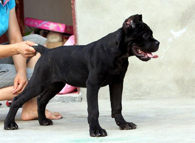 卡斯罗犬和杜高犬哪个更凶猛