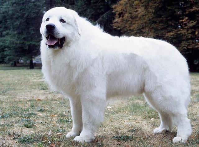 大白熊王者的风范也有温柔帝王之称