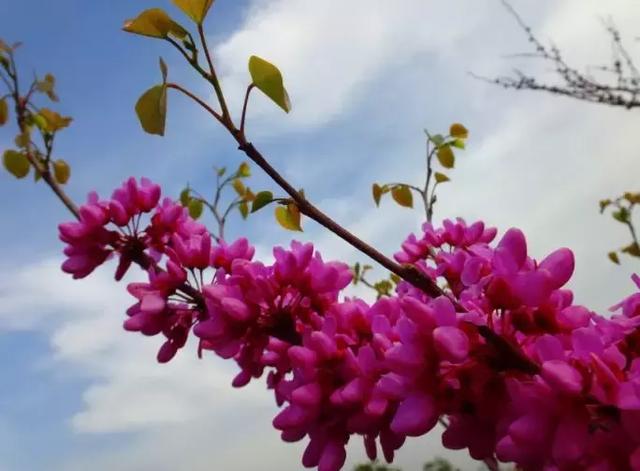 郑州最适合一日游的地方,2018在郑州免费旅游宝典|旅游|农民公园|花园