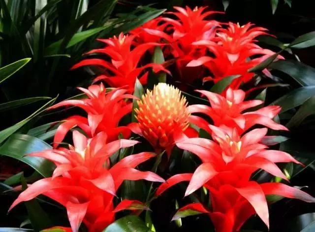 招财纳福的6种花春天养一盆在家旺宅旺家好运不断