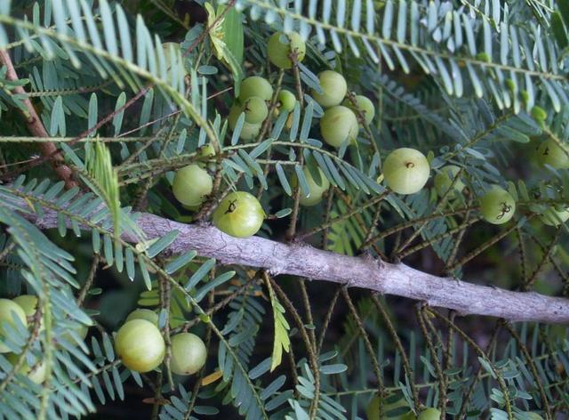 第九,万寿子.有人叫鸡脚爪.第十,桑葚.这些都是常见的.