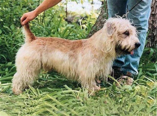 犬种百科之爱尔兰峡谷梗