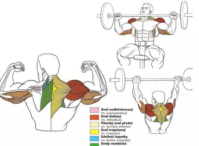 ▼杠铃推举肩膀▼t字划船▼直臂下压▼哑铃划船▼坐姿划船▼杠铃划船