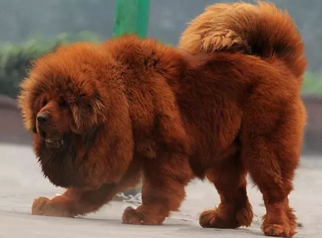 中国五大优秀犬种你认识几种每一种都是国犬传奇