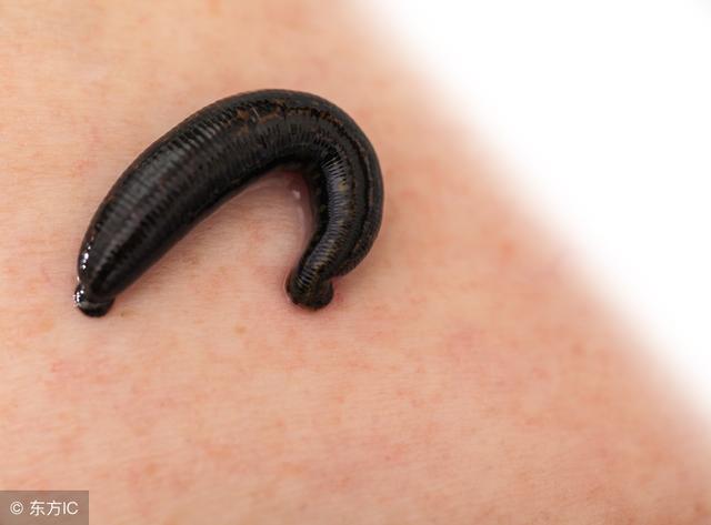 "金,木,水,火,土"五行中药材——趣味认知药材