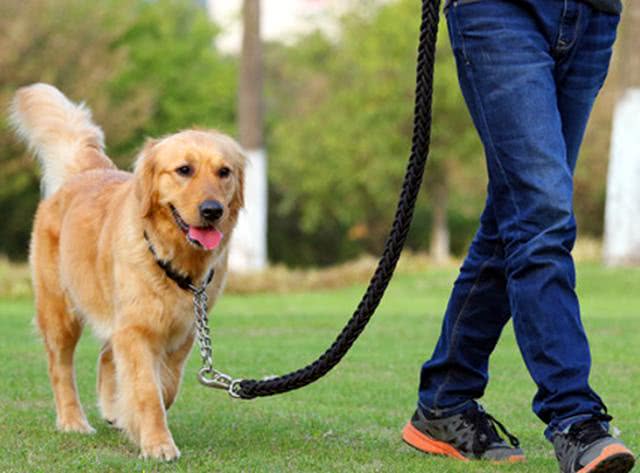 济南养犬新规称,外出遛狗时狗绳最长1.5米,你怎么看?