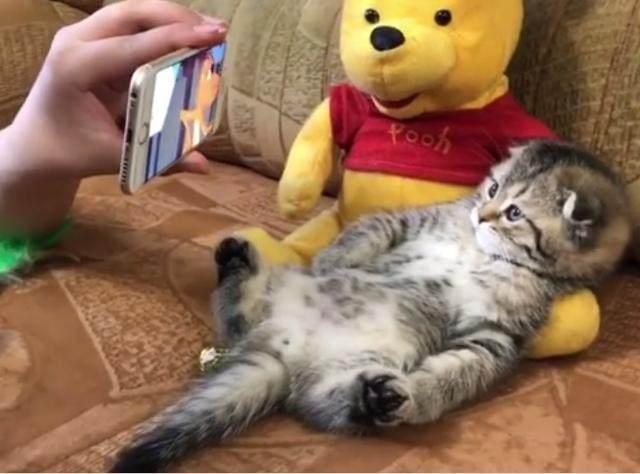 猫咪趁主人不注意做出这事,猫咪做贼心虚的表情太搞笑!