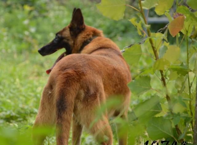14年退役炸药库看护犬-伦摩书 呼名:战壕 芯片号:8003559 繁殖单位