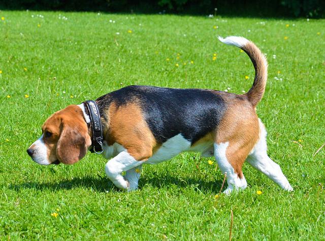 狗狗的尾巴有哪些类型看看你的狗狗尾巴有什么样的特色