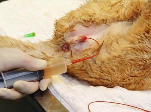 尿道|猫|猫咪_新浪网