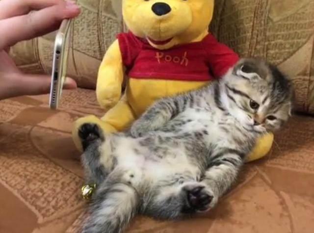 猫咪趁主人不注意做出这事,猫咪做贼心虚的表情太搞笑!