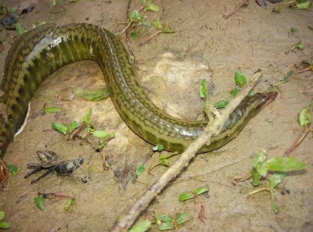 也叫刺鳅,刀鳅,成年鱼体长30～50厘米,是南方常见的一种淡水鱼,背上有