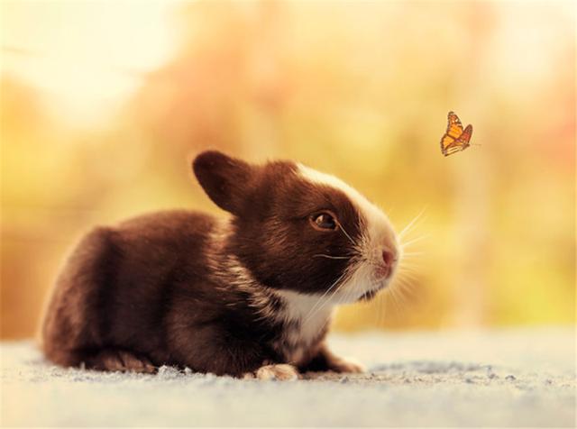 小兔子0~30天的成长过程,记录萌神的诞生!