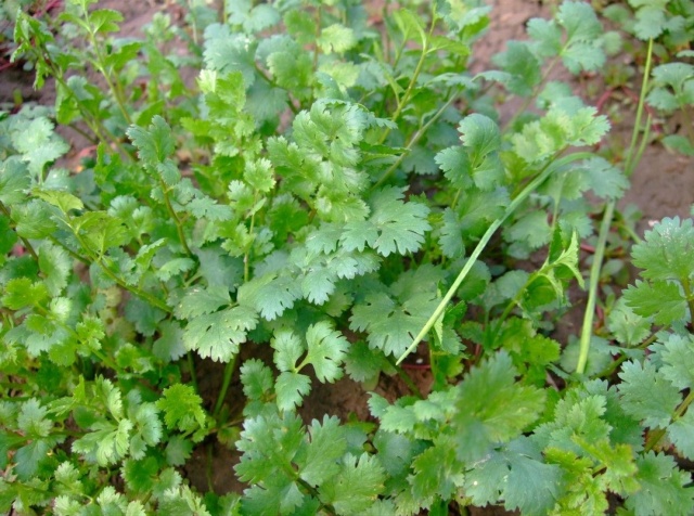 传统中医认为,香菜性温味甘,能驱风解毒,健胃消食,发汗透疹,利尿通便.