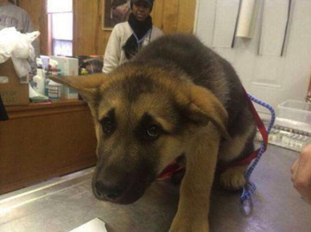 狗狗一生只会怂两次,但次次怂成表情包!