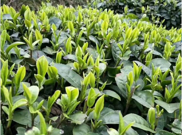 你知道贵州舌尖上的黔茶吗一湄潭翠芽