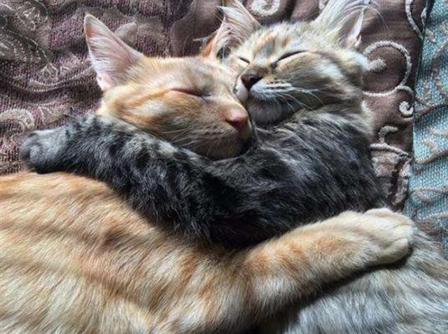 你好奇你疼爱的猫咪谈起恋爱是什么样子么?