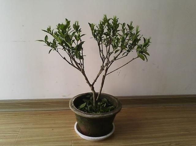 栀子花修剪方法图解(栀子花修剪的最佳时间)