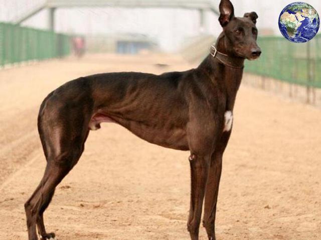 每小时72公里,被誉为最优秀的猎犬|猎犬|格雷伊|速度_新浪新闻