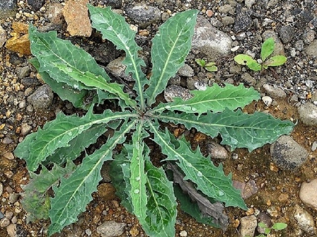 这种野草常生长于山坡,路边,林缘和荒野等地,农民都把它叫做毛连连