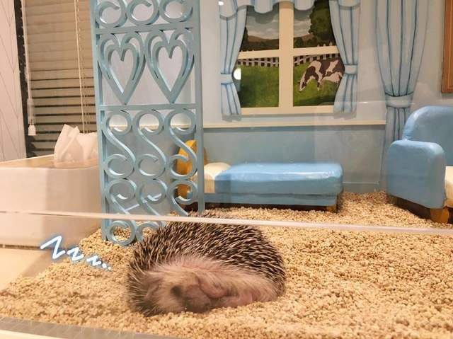 这是刺猬的小房子.