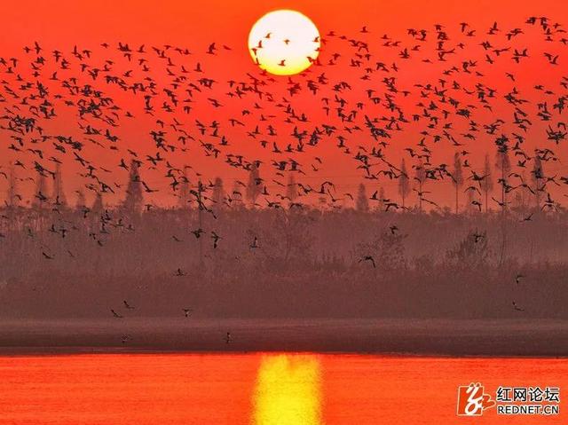 美醉了!日出湿地红似火 落霞与孤鹜齐飞|湿地|雁鸭|东洞庭湖_新浪新闻