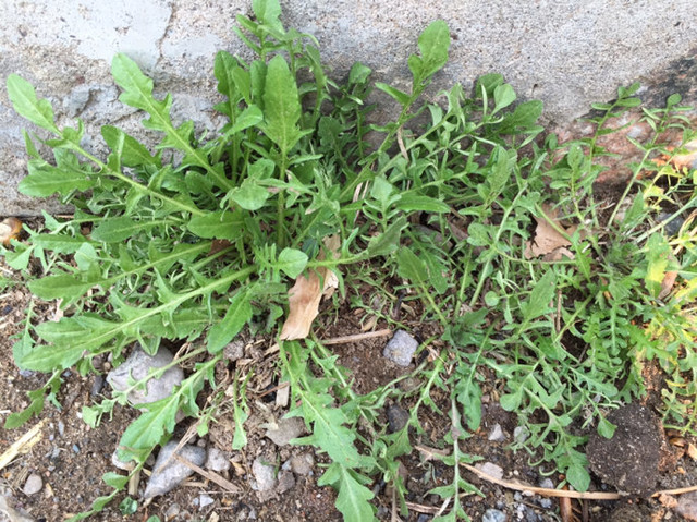 补血菜之所以有补血的功效,是因为这种菜