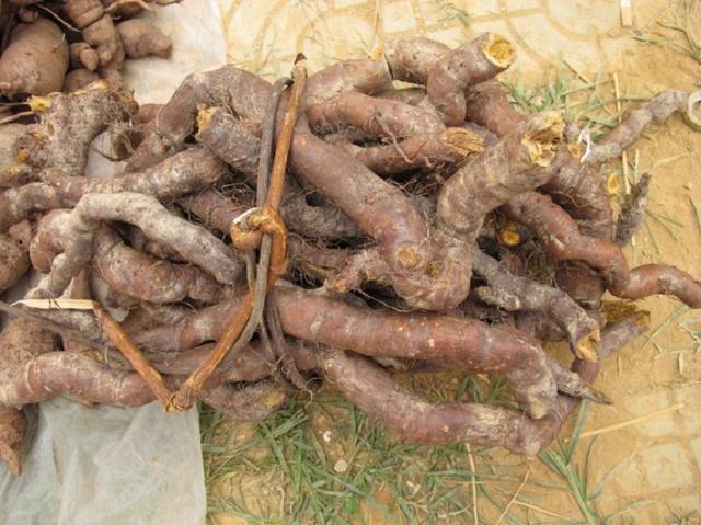 山里的"酸杆",农村娃最爱的零食,小时候你吃过吗?