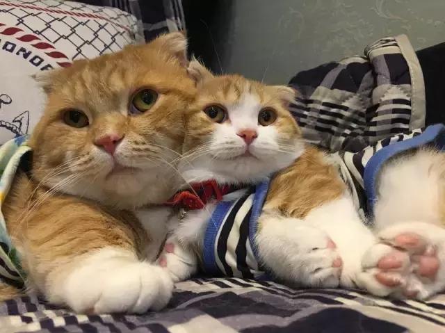 史上最萌猫父女的日常,女儿就是爸爸的小迷妹!