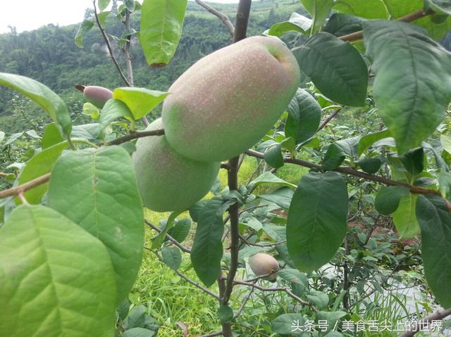 小时候吃过的野果,最后一种很多人一辈子都没见过,你吃过几种?