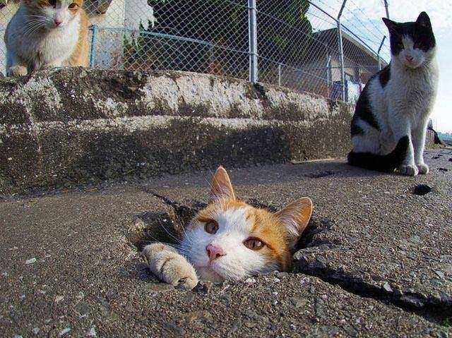 猫咪被卡住了,好心疼哦,网友:我能搬个小板凳看半天!|猫咪|板凳|网友_